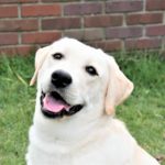ラブラドール・レトリバー専門グレースフルランド 当犬舎のホームページです。ラブラドール・レトリバーの子犬と親犬の楽しい情報があります。
